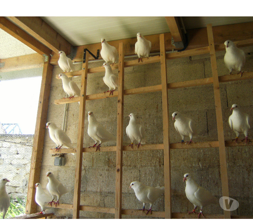 Vente Seine-et-Marne Bagneaux sur Loing - 77167 - Photos Vivastreet Pigeons reproducteurs hubbell blanc