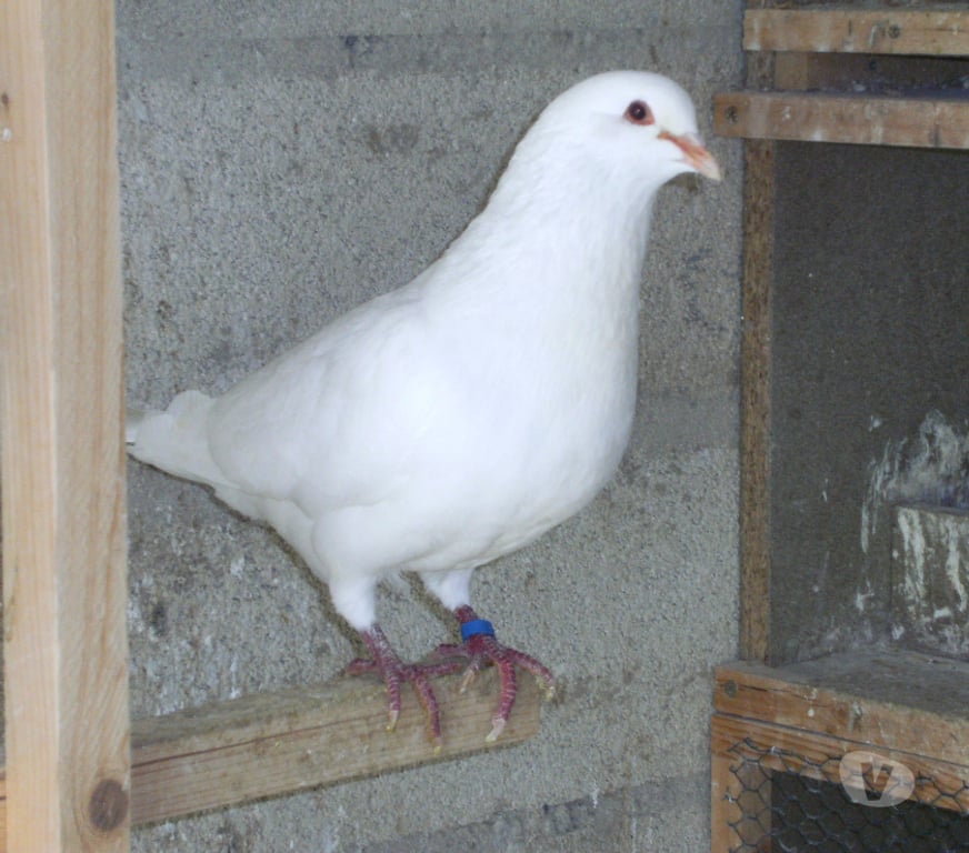 Vente Seine-et-Marne Bagneaux sur Loing - 77167 - Photos Vivastreet Pigeons reproducteurs hubbell blanc