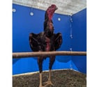 Rochefort - Charente-Maritime — Coq poule 12 moi
