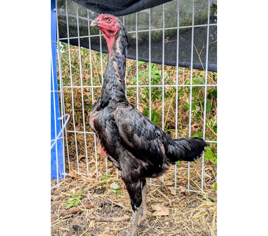 Vente Charente-Maritime Rochefort - 17300 - Photos Vivastreet Coq poule 12 moi