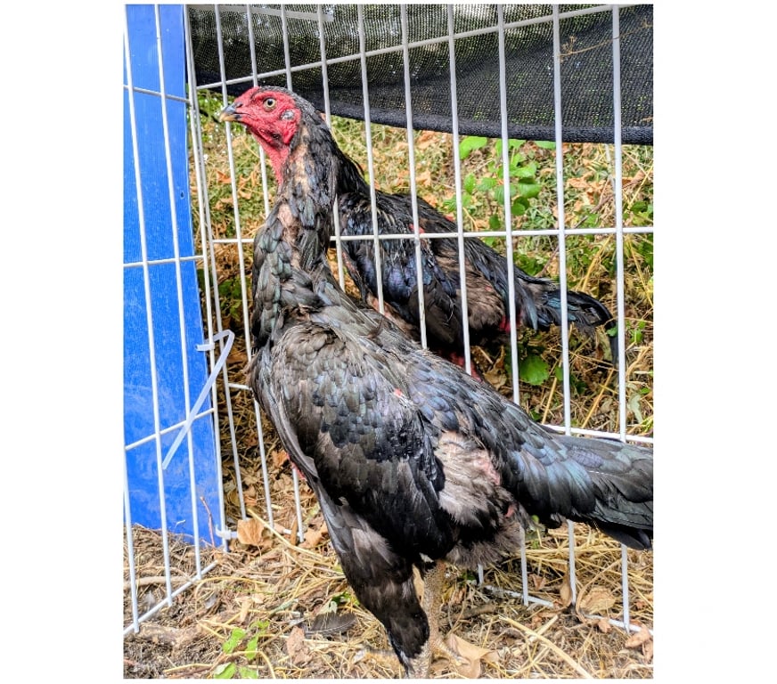 Vente Charente-Maritime Rochefort - 17300 - Photos Vivastreet Coq poule 12 moi