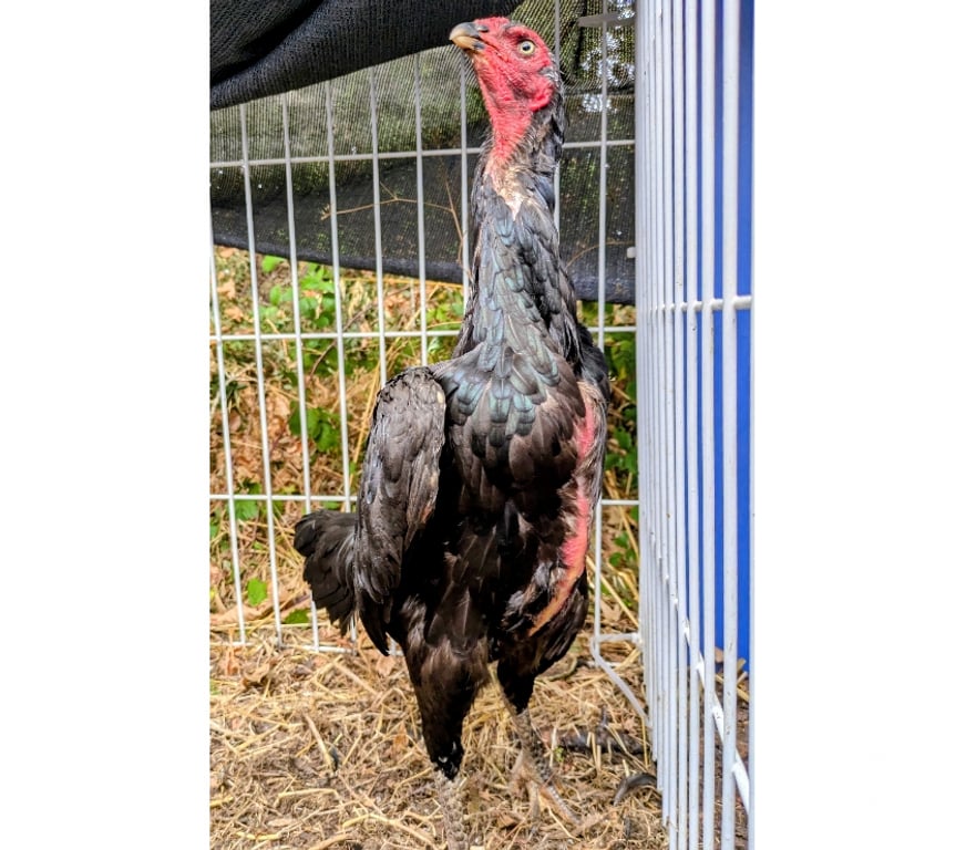 Vente Charente-Maritime Rochefort - 17300 - Photos Vivastreet Coq poule 12 moi