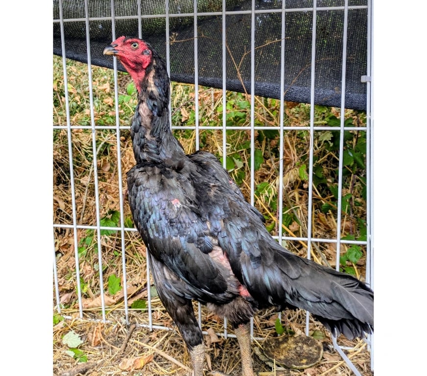 Vente Charente-Maritime Rochefort - 17300 - Photos Vivastreet Coq poule 12 moi