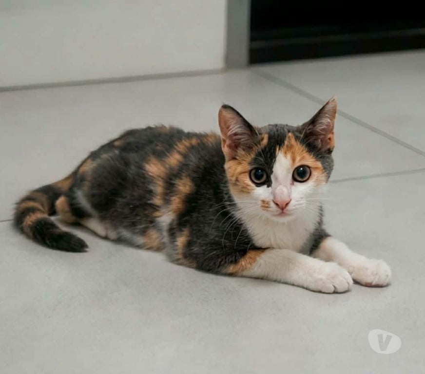Don animaux Aude Carcassonne - Photos Vivastreet Belle chatonne 3 mois cherche famille