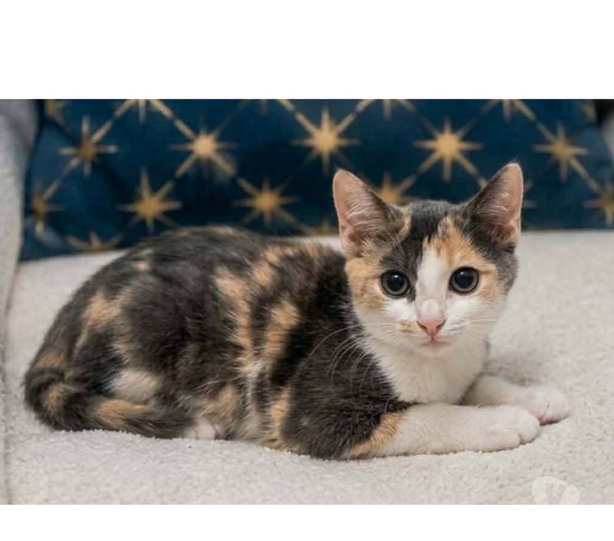Don animaux Aude Carcassonne - Photos Vivastreet Belle chatonne 3 mois cherche famille