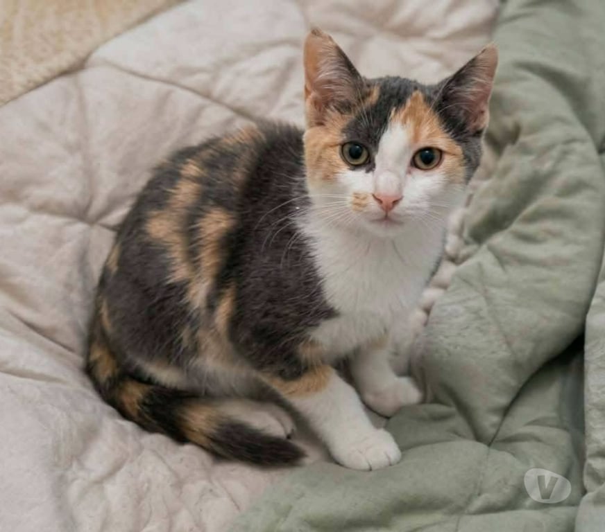Don animaux Aude Carcassonne - Photos Vivastreet Belle chatonne 3 mois cherche famille