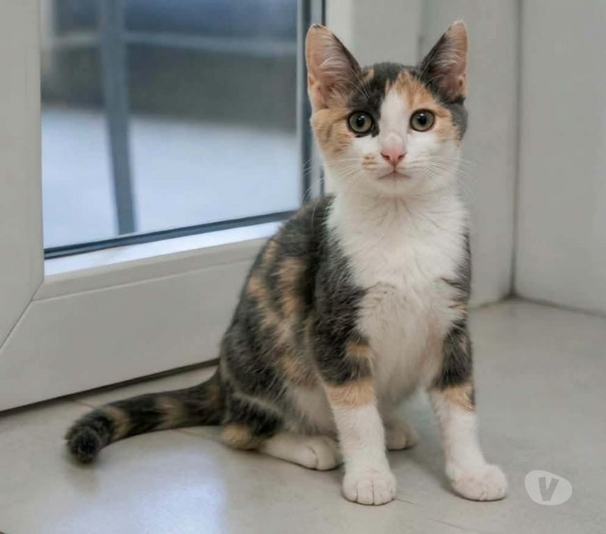 Don animaux Aude Carcassonne - Photos Vivastreet Belle chatonne 3 mois cherche famille