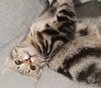 Soisy sous Montmorency - Val-d'Oise — PLUME, à adopter