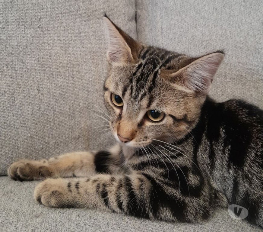 Don animaux Val-d'Oise Soisy sous Montmorency - 95230 - Photos Vivastreet PLUME, à adopter