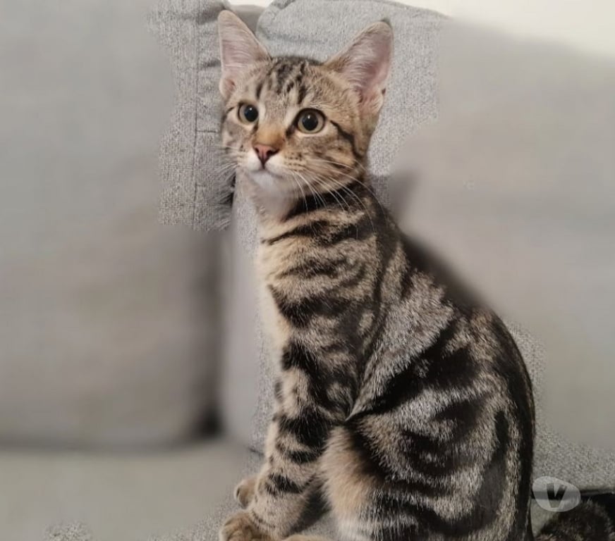 Don animaux Val-d'Oise Soisy sous Montmorency - 95230 - Photos Vivastreet PLUME, à adopter