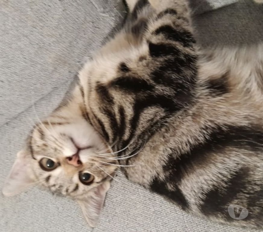 Don animaux Val-d'Oise Soisy sous Montmorency - 95230 - Photos Vivastreet PLUME, à adopter