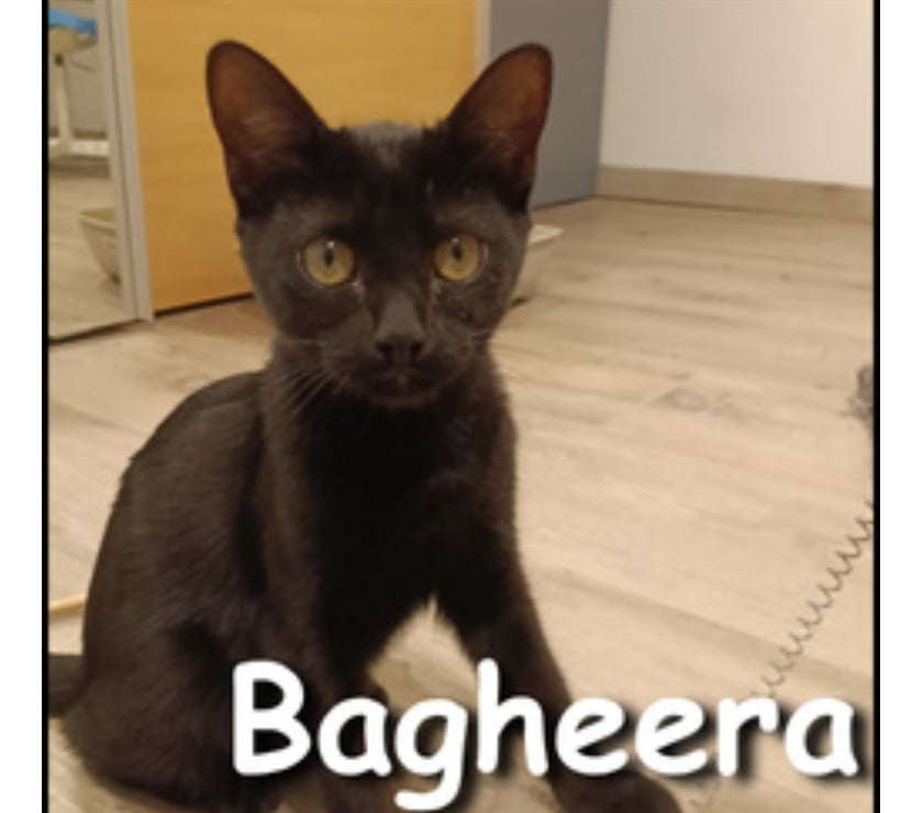 Lyon - Lyon — BAGHERRA, adorable chatonne joueuse