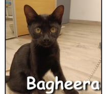 Photos Vivastreet BAGHERRA, adorable chatonne joueuse