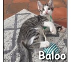 Lyon - Lyon — BALOO, adorable chaton câlin