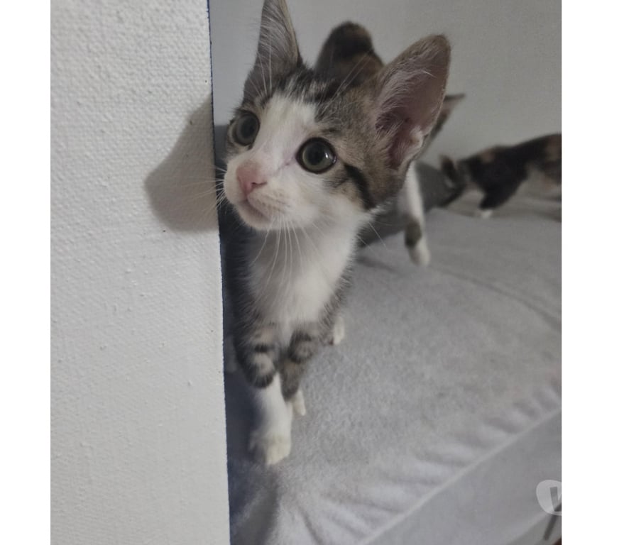 Don animaux Rhône Lyon - Photos Vivastreet BALOO, adorable chaton câlin