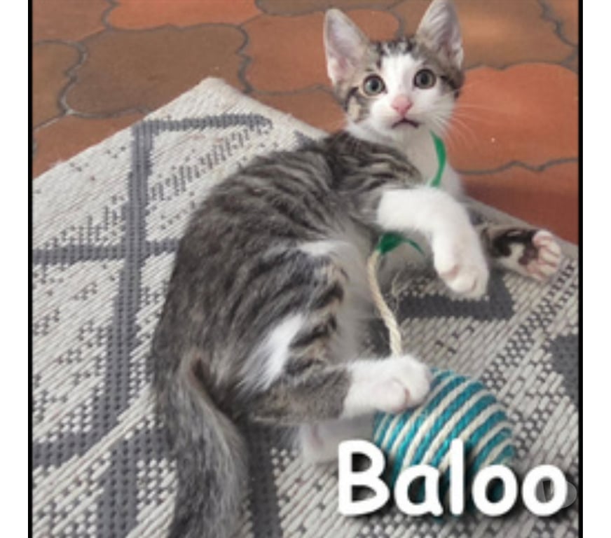 Don animaux Rhône Lyon - Photos Vivastreet BALOO, adorable chaton câlin