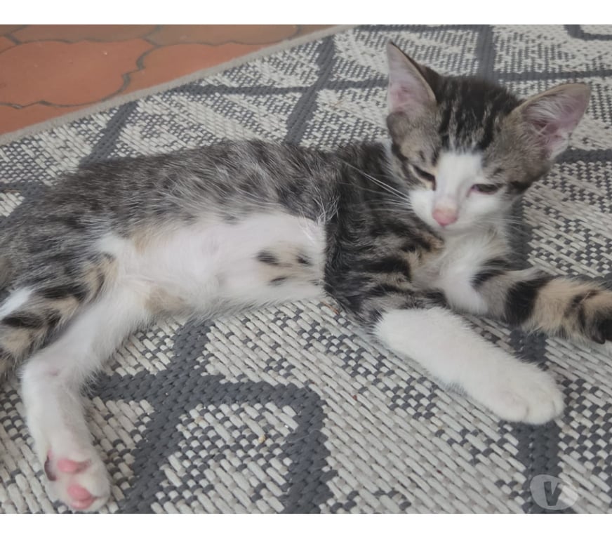 Don animaux Rhône Lyon - Photos Vivastreet BALOO, adorable chaton câlin