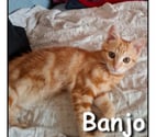 Lyon - Lyon — BANJO, chaton curieux et joueur