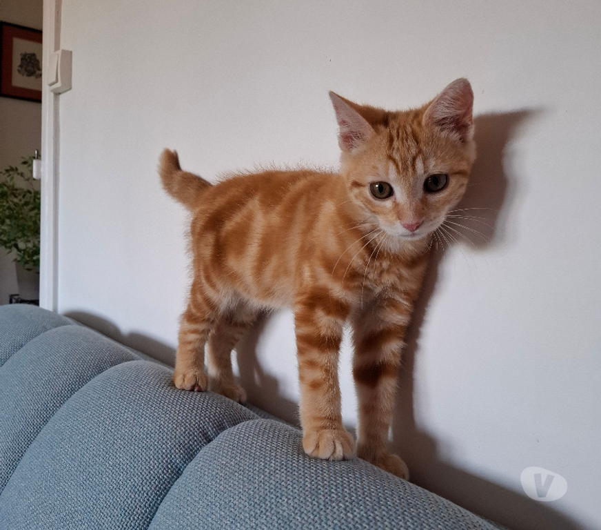 Don animaux Rhône Lyon - Photos Vivastreet BANJO, chaton curieux et joueur