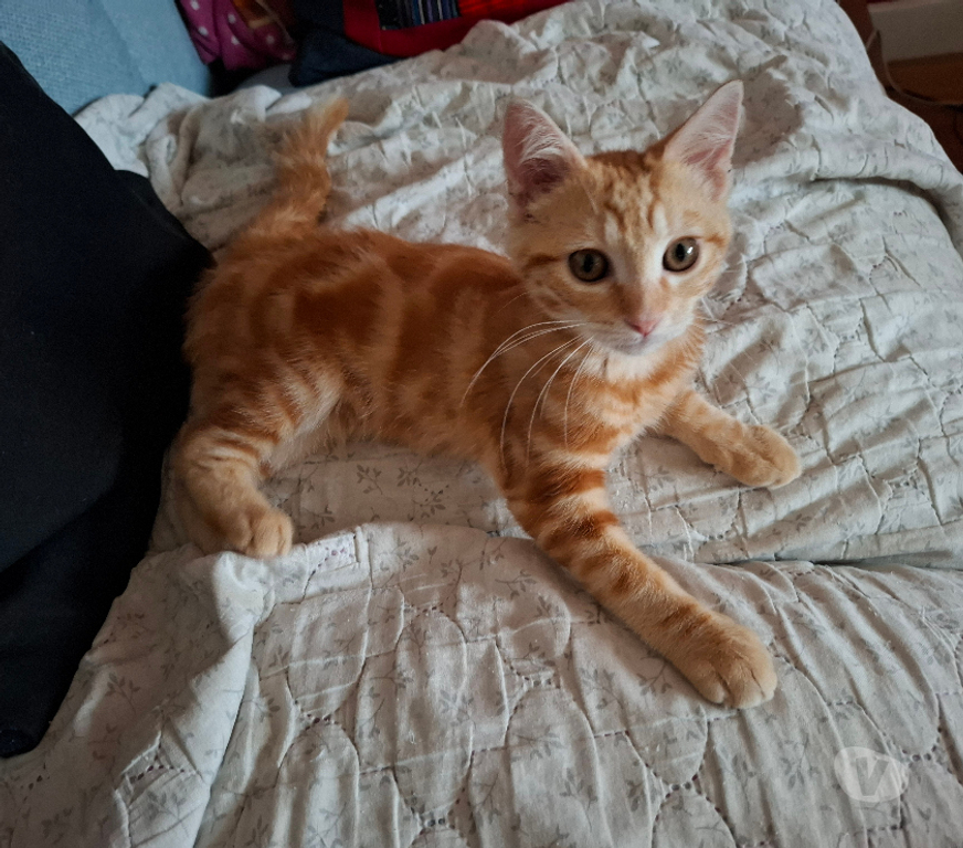 Don animaux Rhône Lyon - Photos Vivastreet BANJO, chaton curieux et joueur