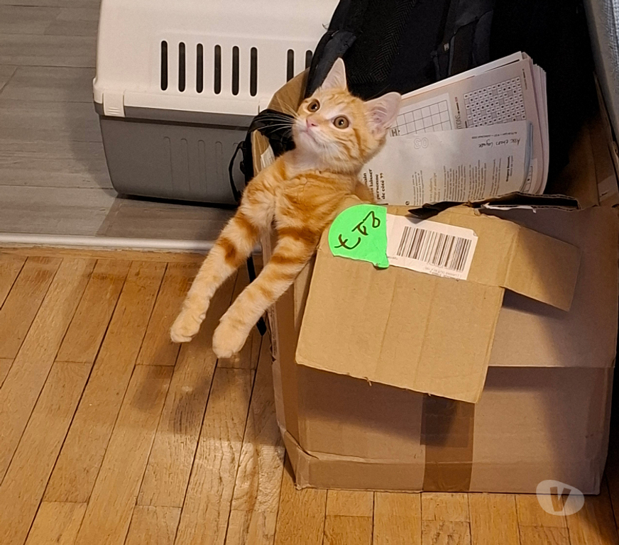 Don animaux Rhône Lyon - Photos Vivastreet BANJO, chaton curieux et joueur