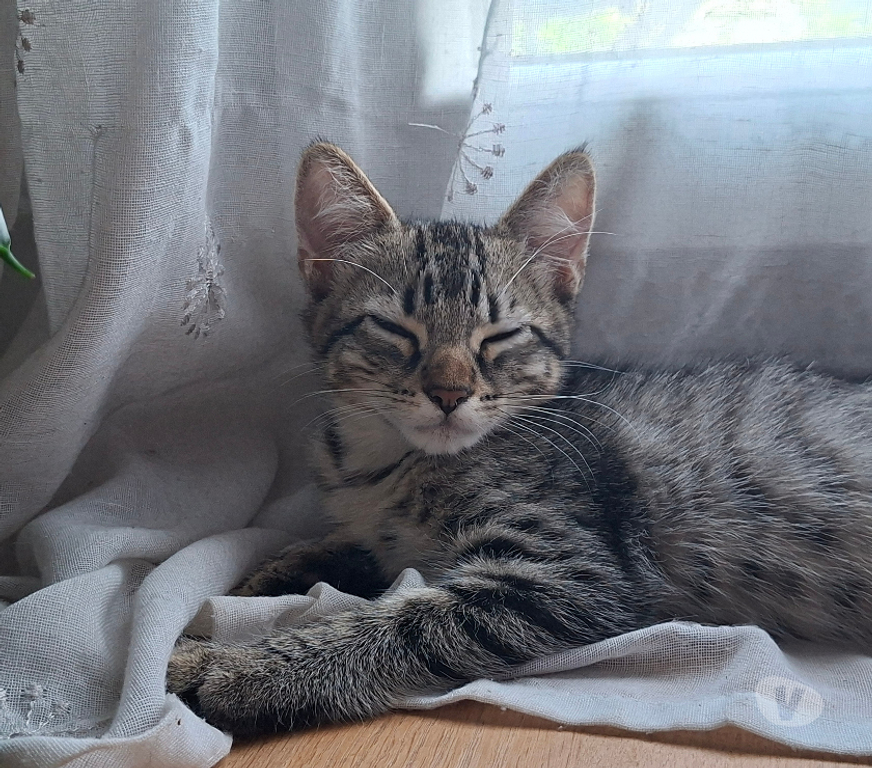 Don animaux Rhône Lyon - Photos Vivastreet BASILE, chaton gentil et joueur