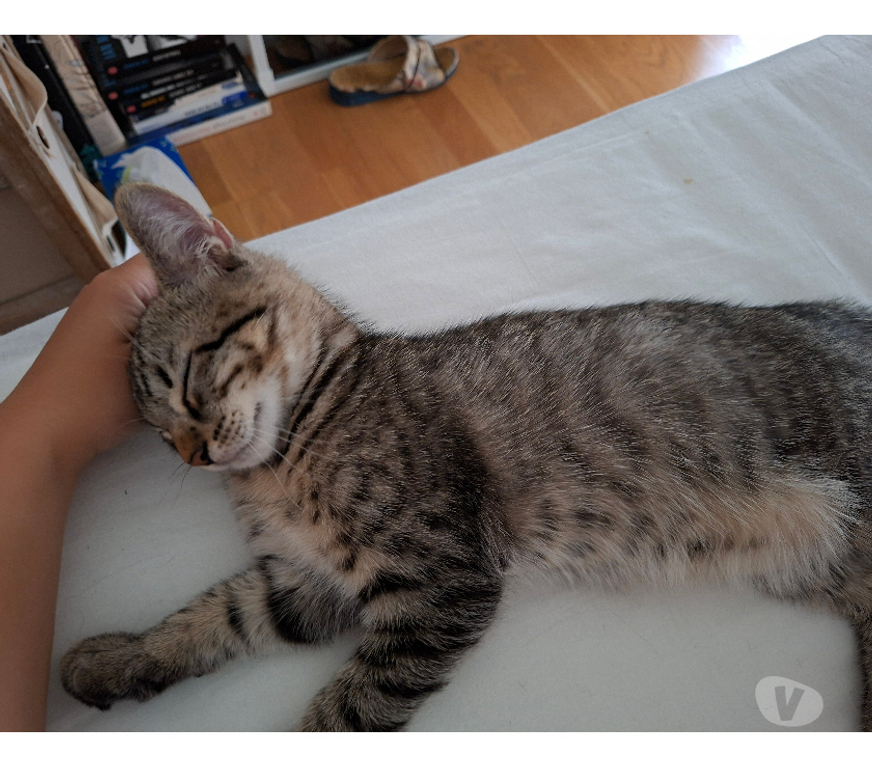 Don animaux Rhône Lyon - Photos Vivastreet BASILE, chaton gentil et joueur