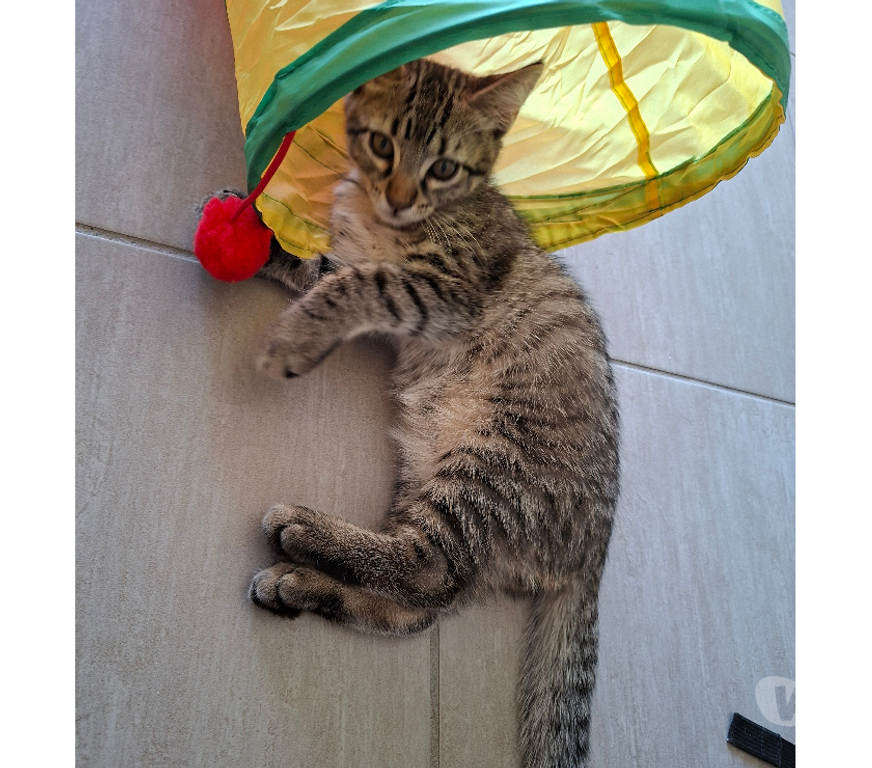 Don animaux Rhône Lyon - Photos Vivastreet BASILE, chaton gentil et joueur