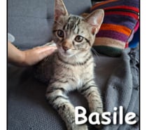 Photos Vivastreet BASILE, chaton gentil et joueur