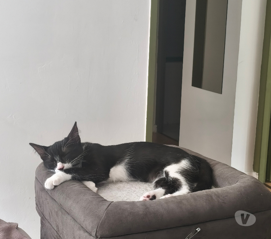 Don animaux Rhône Lyon - Photos Vivastreet BAZOOKA, chat joueur