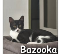 Photos Vivastreet BAZOOKA, chat joueur