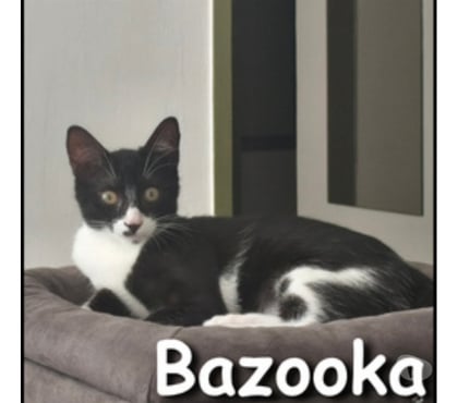 Adoption animaux Lyon Lyon - Photos Vivastreet BAZOOKA, chatonne joueuse