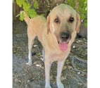 Beziers - Hérault — BELUGA, chien type berger d'anatolie, 1 an non lof
