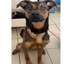 Beziers - Hérault — BERLIOZ, chien type berger, 1 an non lof