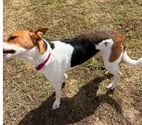 Beziers - Hérault — ARKA, chienne type beagle épagneule, 1 an non lof