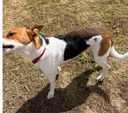 Don animaux Beziers Hérault - Photos Vivastreet ARKA, chienne type beagle épagneule, 1 an non lof