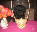 Cambrai - Nord — Chiot Caniche Toy noir ( A reserve ))