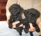 Cambrai - Nord — Chiot Caniche Toy disponible