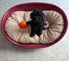 Cambrai - Nord — Chiot Caniche Toy disponible