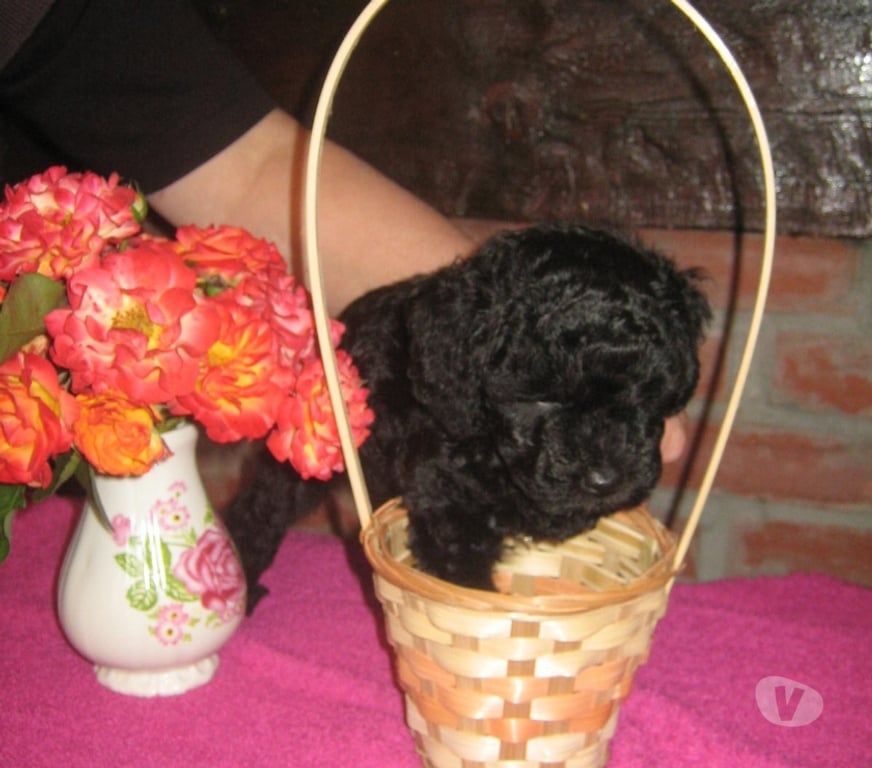 Vente Nord Cambrai - 59400 - Photos Vivastreet Chiot Caniche Toy noir ( A reserve ))