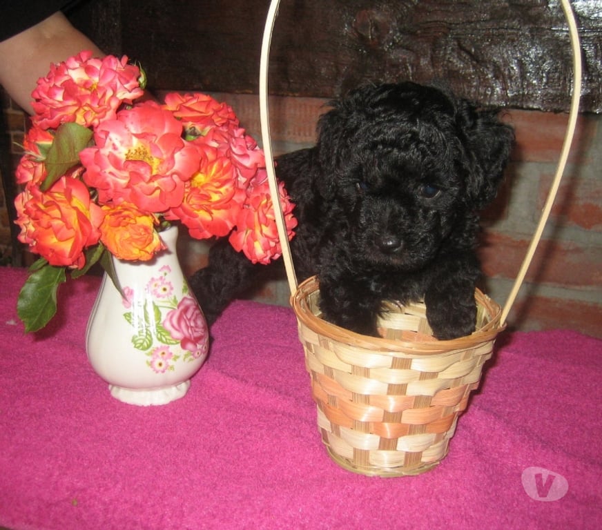 Vente Nord Cambrai - 59400 - Photos Vivastreet Chiot Caniche Toy noir ( A reserve ))