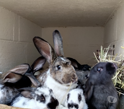 Vente animaux St Fiacre Seine-et-Marne - Photos Vivastreet Lapins croisé Papi