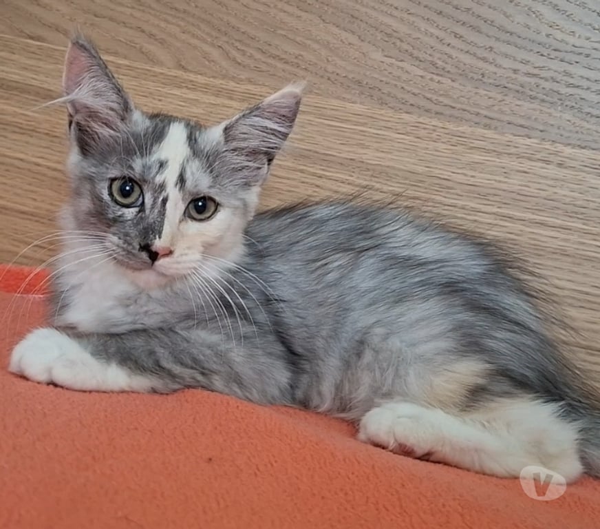 Vente Var Toulon - Photos Vivastreet chaton femelle Maine Coon LOOF