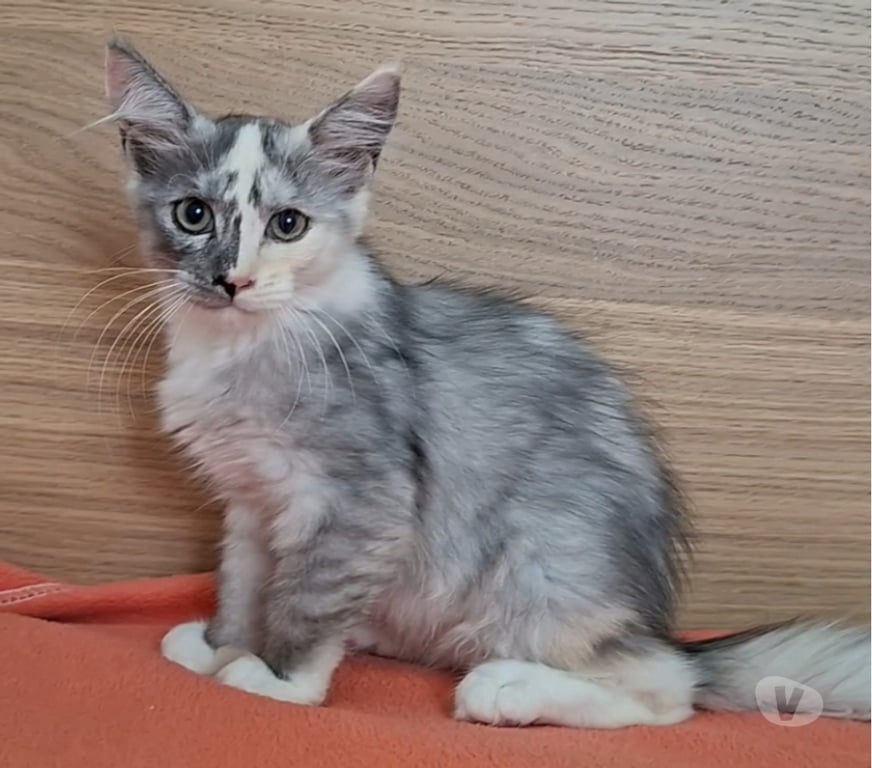 Vente Var Toulon - Photos Vivastreet chaton femelle Maine Coon LOOF