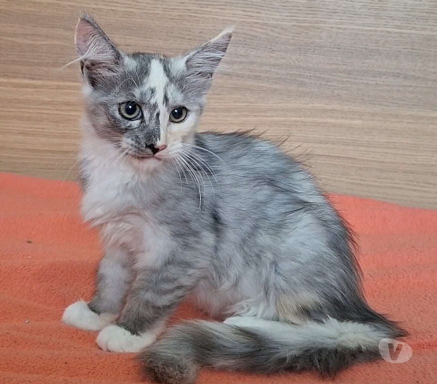 Vente Var Toulon - Photos Vivastreet chaton femelle Maine Coon LOOF
