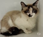 Beziers - Hérault — BREMON, chat type siamois 4 ans non lof