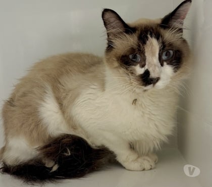 Adoption animaux Beziers Hérault - Photos Vivastreet BREMON, chat type siamois 4 ans non lof