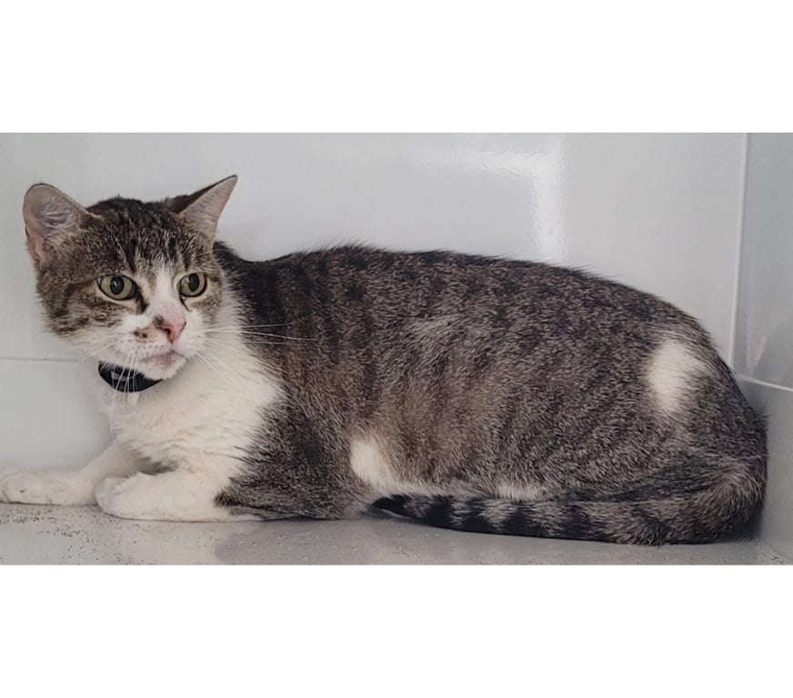 Don animaux Hérault Beziers - 34500 - Photos Vivastreet BLANCA, chatte blanche et tigrée 5 ans non lof