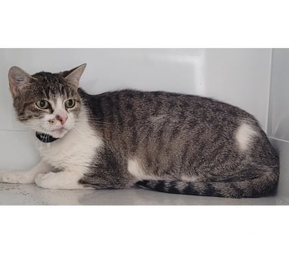 Adoption animaux Beziers Hérault - Photos Vivastreet BLANCA, chatte blanche et tigrée 5 ans non lof