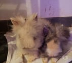 Hyeres - Var — Bébés lapins nains Angora Tête de Lion